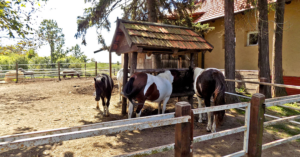 Od zelene raskoši do luksuznog vojvođanskog toponima: kako je Karađorđevo postalo omiljeno lovište maršala?