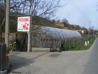 PLANTER JARMENOVCI Topola - Photo 1