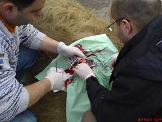 VET CLINIC CANIS Zrenjanin - Photo 3