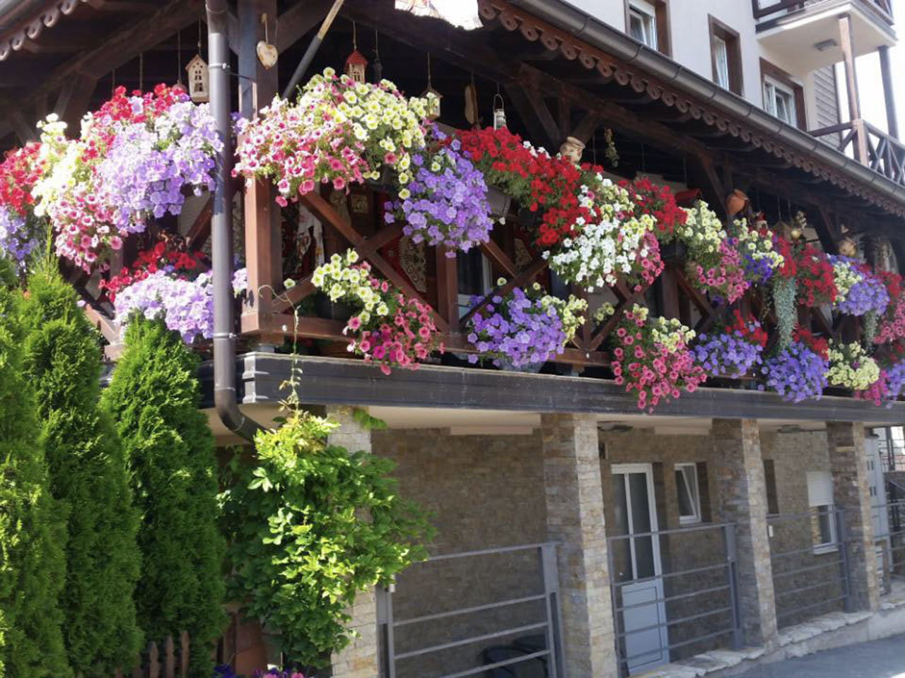 NURSERY OF FLOWERS IRENA Uzice - Photo 6