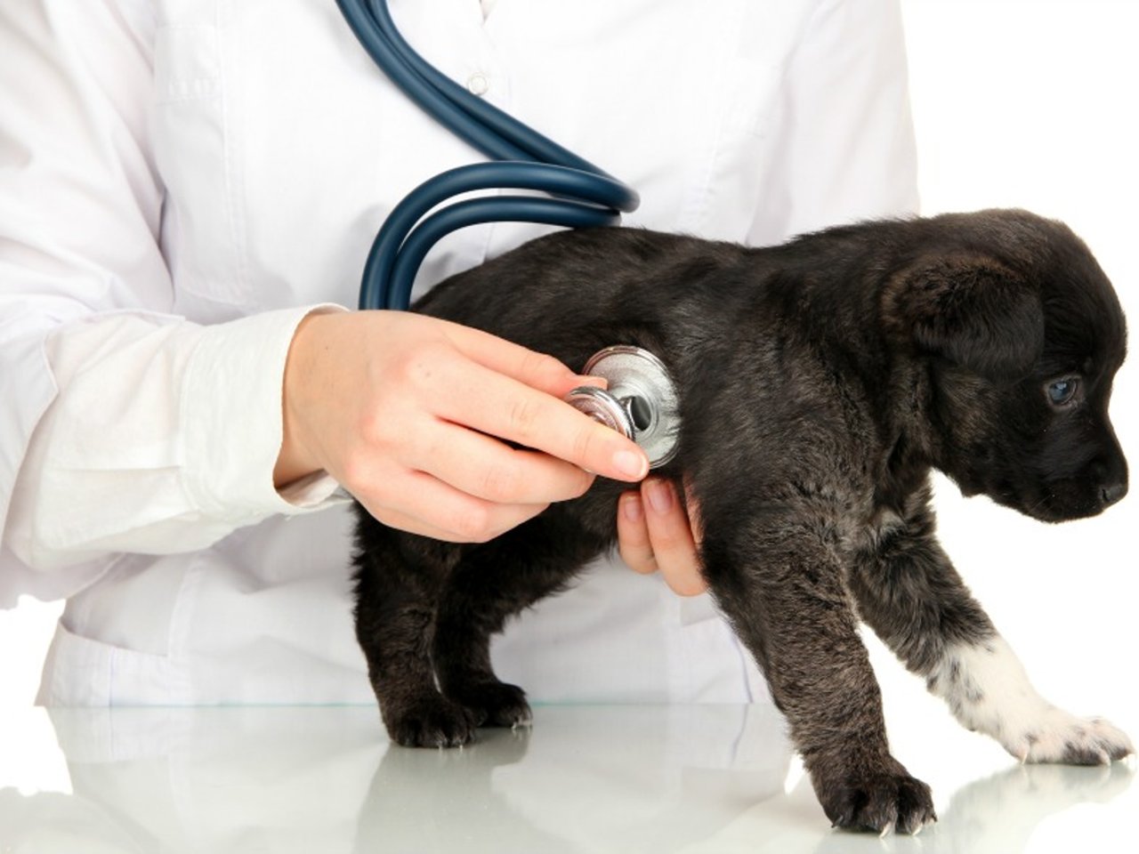 VETERINARY STATION VET BOSKOVIC Smederevo - Photo 3