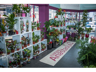 FLOWER SHOP ANASTASIA Pozarevac - Photo 1