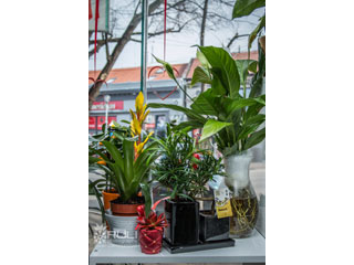 FLOWER SHOP ANASTASIA Pozarevac - Photo 8