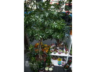 FLOWER SHOP ANASTASIA Pozarevac - Photo 9