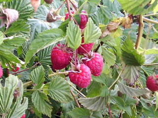 RASPBERRY PRODUCTION Odzaci - Photo 3